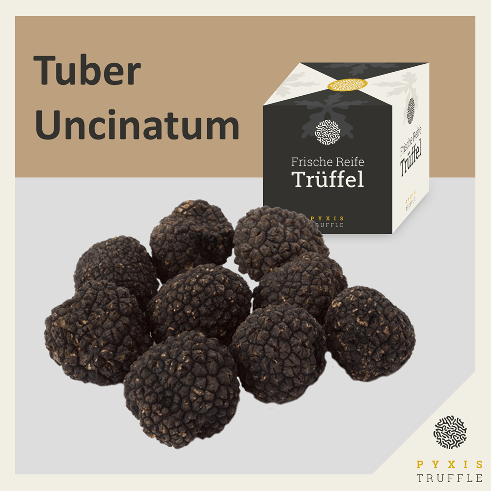 Tuber Uncinatum - Herbsttrffel / Burgundertrffel