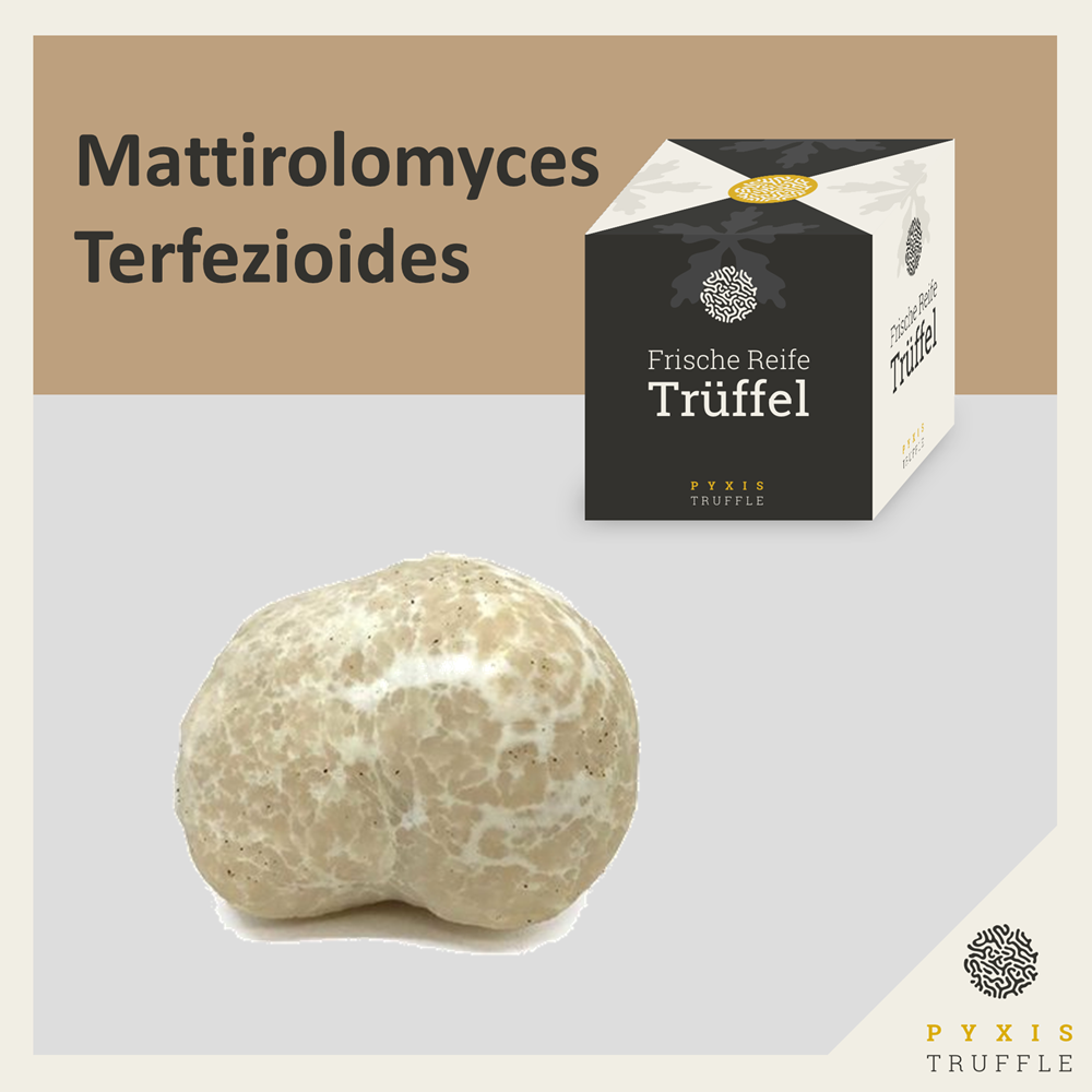 Mattirolomyces terfezioides - Honigtrffel