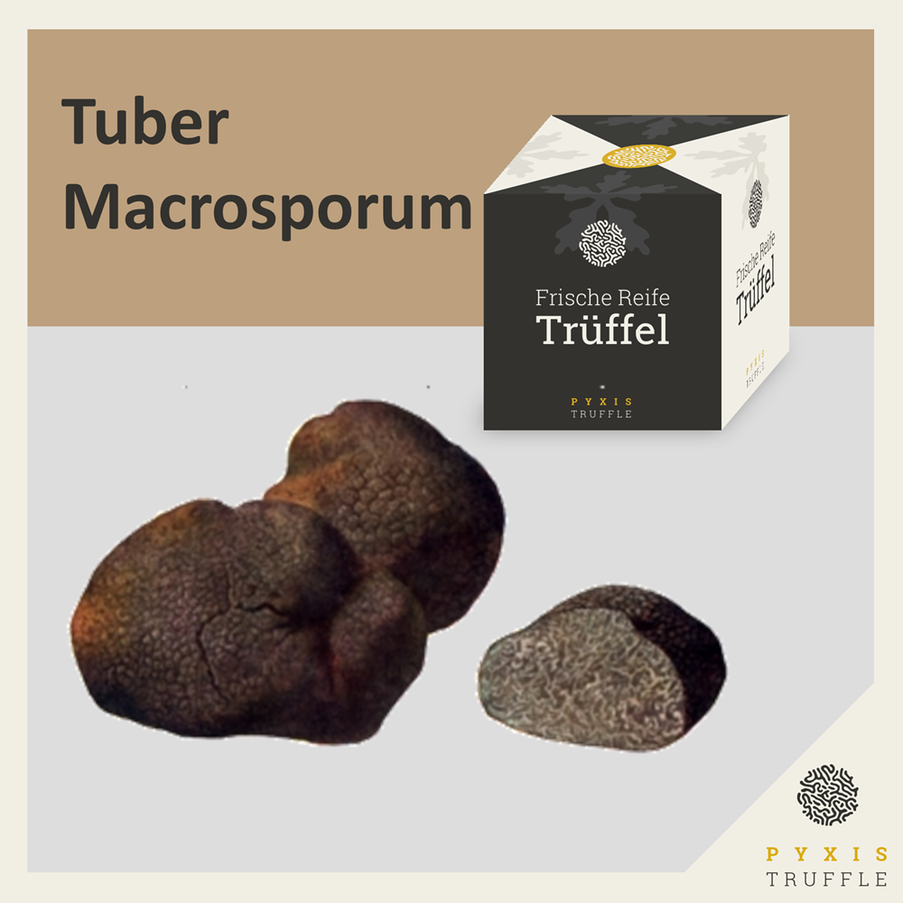 Tuber Macrosporum - Grosporiger Schwarztrffel