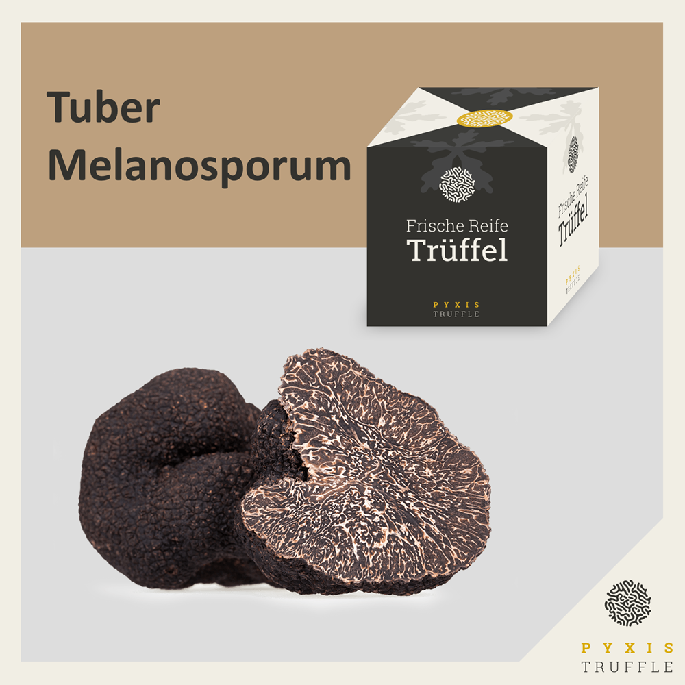 Tuber Melanosporum - Schwarze Trffel