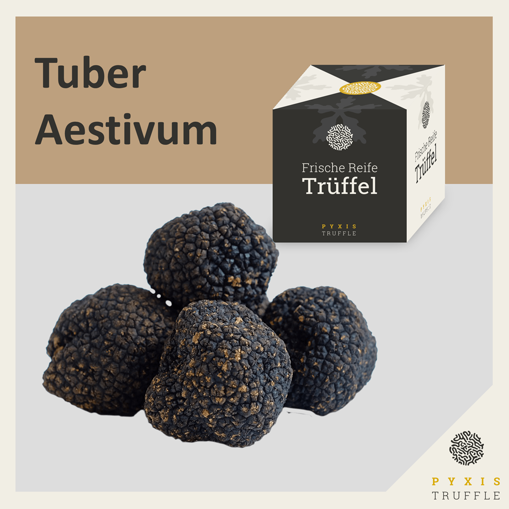 Tuber Aestivum - Sommertrffle