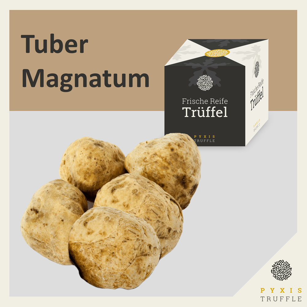 Tuber Magnatum - Alba-Trffel / Weie Trffel