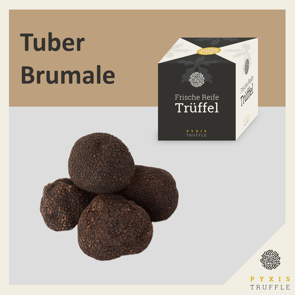 Tuber Brumale - Muskat-Trffel